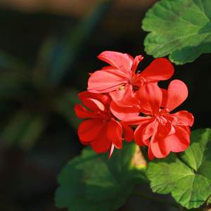 Pornhub国产在线观看明星挨脸
